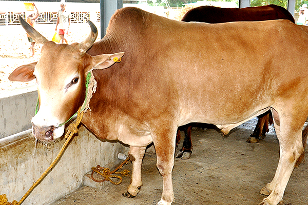 thiruvallur temple , Sri Veeraraghava Swamy Temple , Goshala , donation